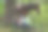 一个穿着牛仔装的男人和他的马图片下载