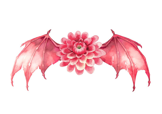 有翼水彩大丽花在红色孤立在白色的背景图片下载