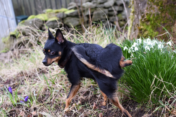 狗在草地和春天的花朵上撒尿。图片下载