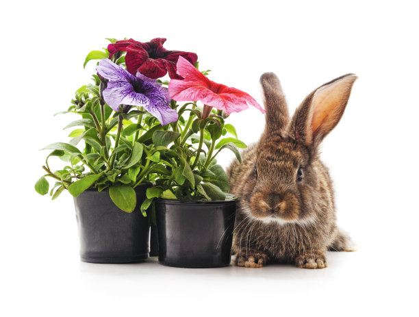 花盆里的棕色兔子和矮牵牛花。图片下载