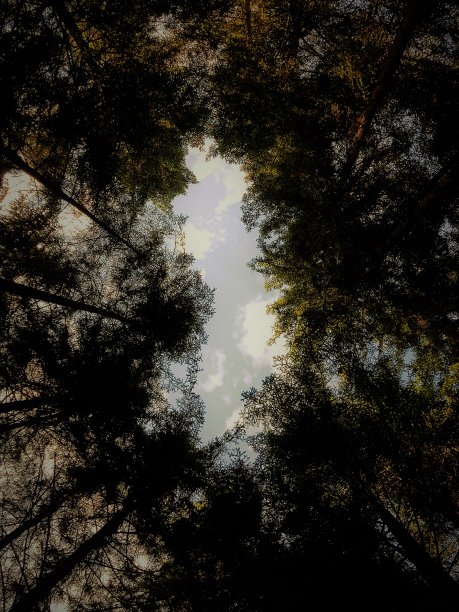 绿色的天空图片下载