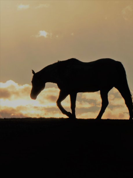 日落时骏马的剪影图片下载