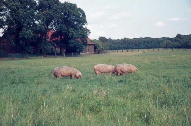 牧场里的家猪图片下载