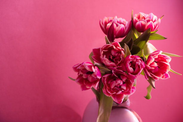 粉红色美丽的郁金香花束在粉红色的背景图片。等待春天的画面。复活节快乐卡。复古的照片。图片下载