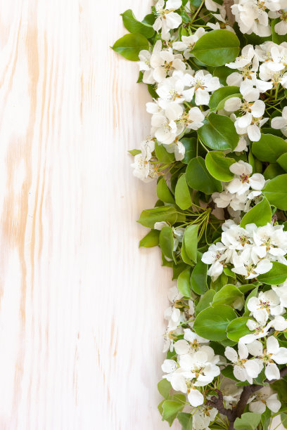 美丽的白色开花梨树树枝的特写照片。婚礼，订婚或订婚概念上的白色背景。俯视图，卡片。图片下载