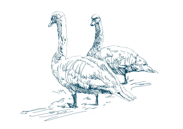 两只鹅在农场吃草。美丽的白天鹅。图片下载