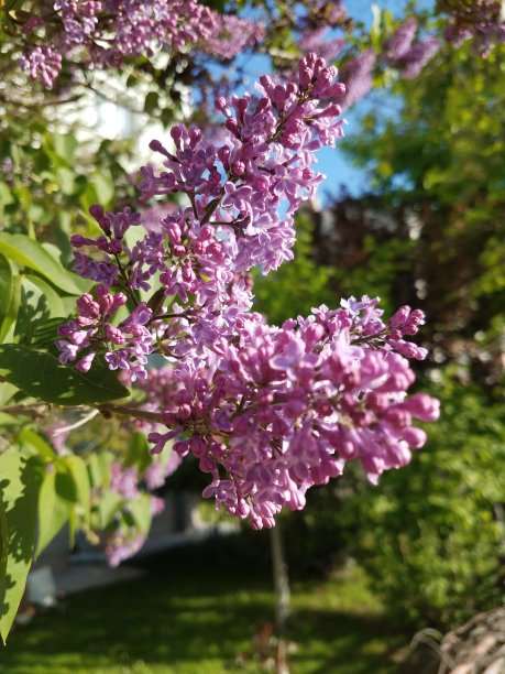 阳光下的紫丁香图片下载