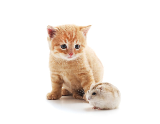 小猫和仓鼠。图片下载