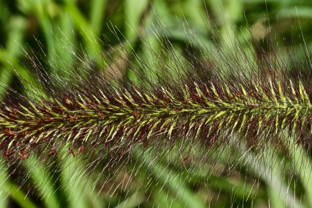 紫色和绿色的种子头图片下载