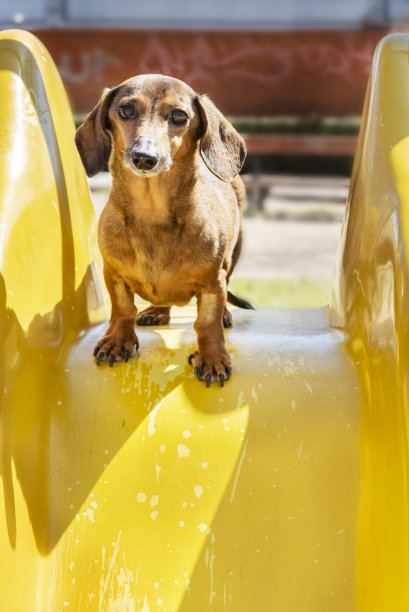 公园里漂亮的棕色腊肠犬。图片下载