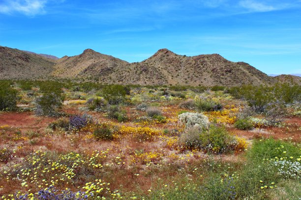生物多样性的繁荣-约书亚树np - 040819 c图片下载