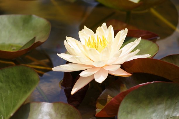 荷花和荷叶在大自然中美丽地绽放。图片下载