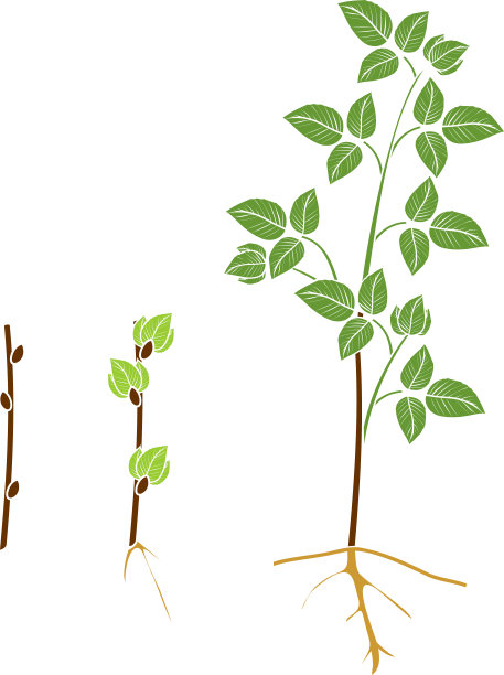 覆盆子营养繁殖方案。覆盆子植株从繁殖体(茎切)到一年生甘蔗(原枝)的生长阶段图片下载