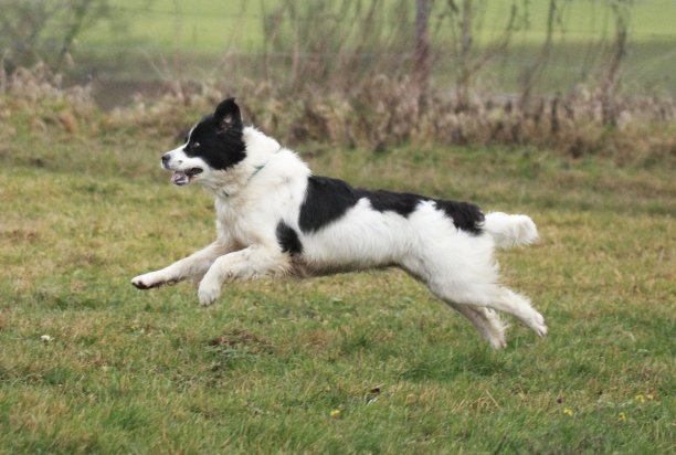 兰瑟跑过草地图片下载
