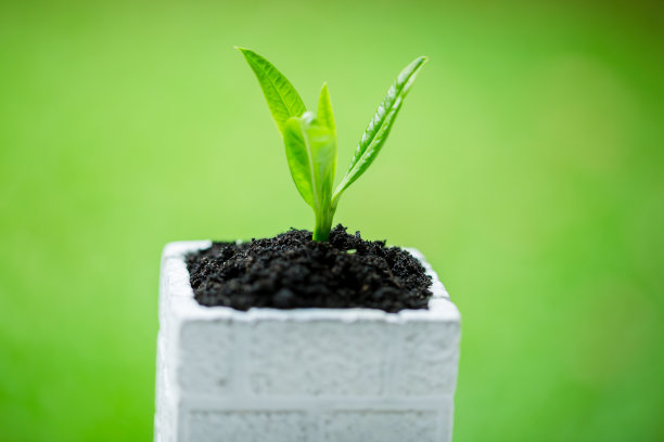 在阳光的照射下，在白色的方形花盆中，有模糊的绿色背景和丰富的土壤图片下载