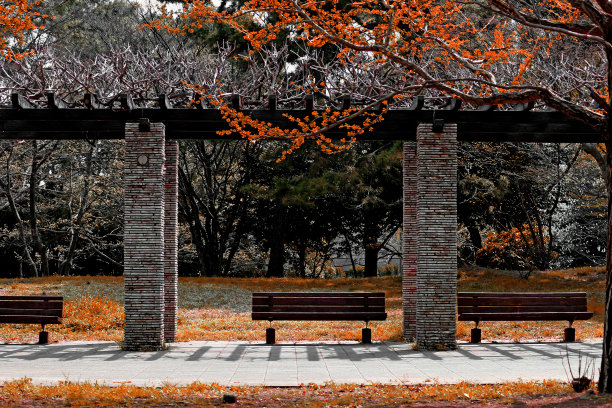 秋天的公园里摆放着一排排的木凳图片下载