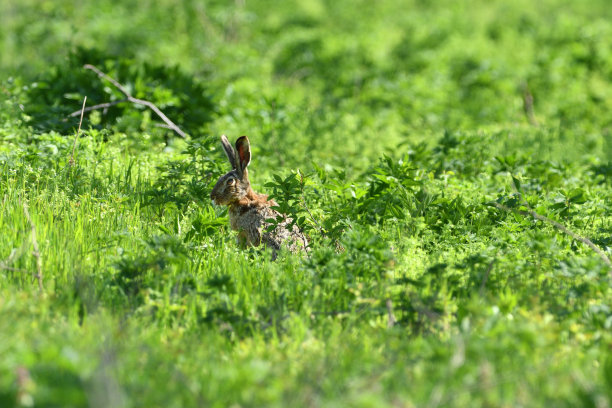春天里，棕色的野兔子在农场的草地上奔跑图片下载