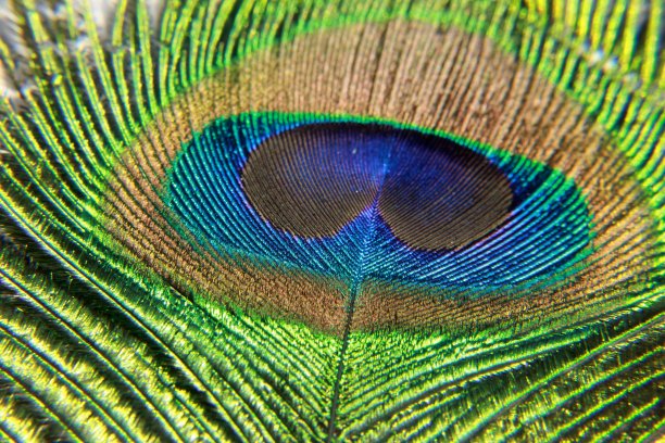 孔雀羽毛宏图片下载
