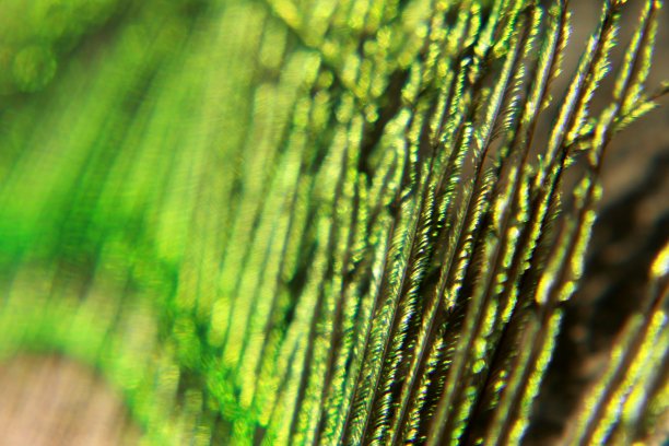 孔雀羽毛宏图片下载