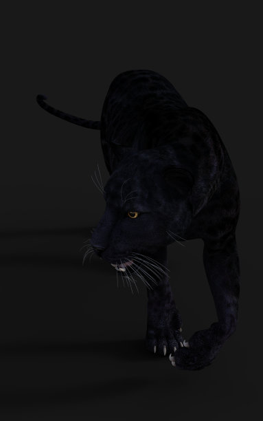 黑豹孤立在白色背景和剪切路径图片下载