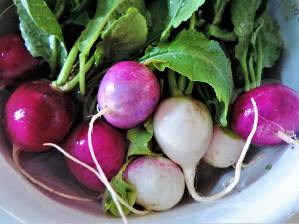 萝卜放入碗中加水图片下载