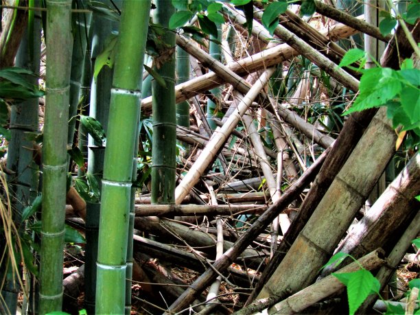 非传统竹林。丛林。图片下载