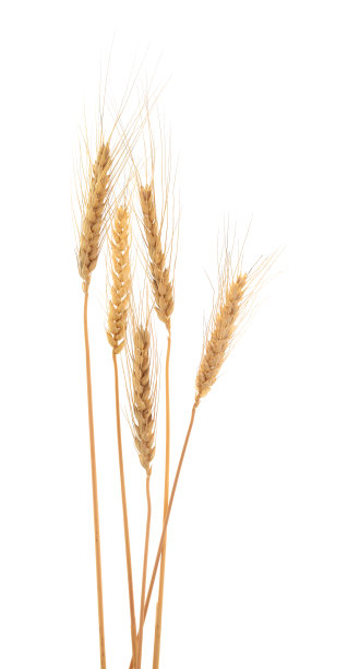 大麦穗孤立于白色上。图片下载