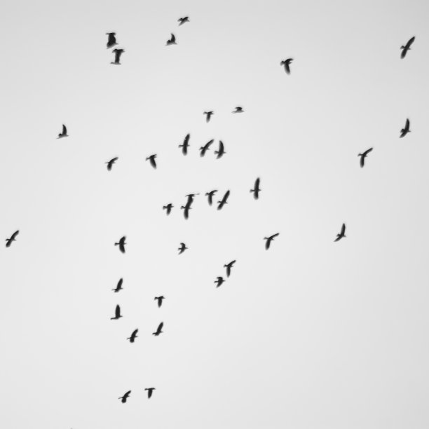 鸟的水壶图片下载