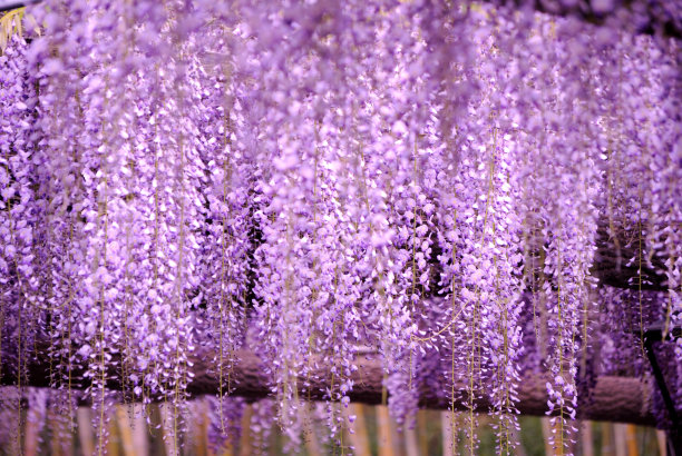 紫藤架图片下载