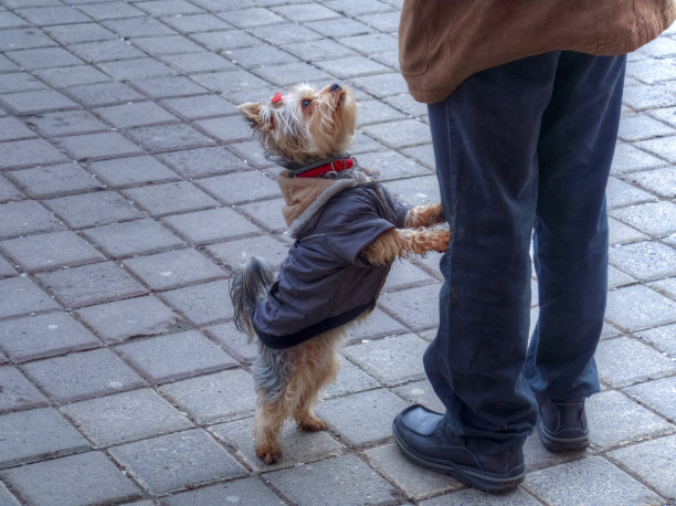 可爱和有趣的宠物狗问注意图片下载