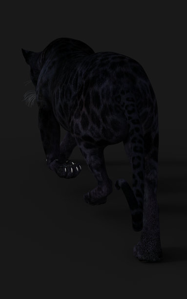 黑豹孤立在白色背景和剪切路径图片下载