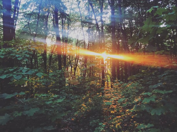 落日森林图片下载