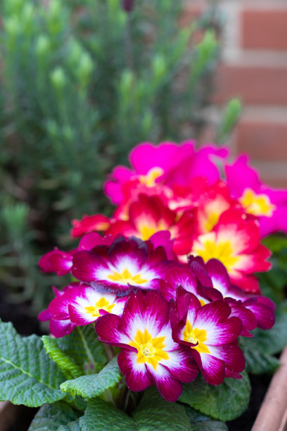 户外花盆里五颜六色的报春花图片下载