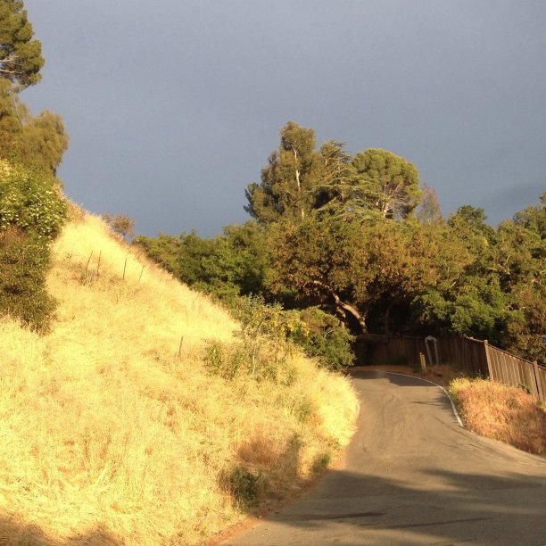 乡间小路和夕阳下金色的草地图片下载