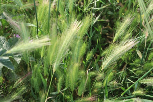 bitiki,普兰特图片下载