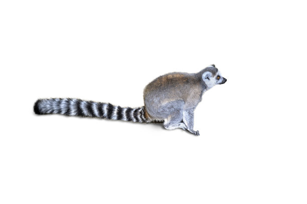 环尾狐猴(狐猴猫)轮廓，孤立在白色背景上图片下载