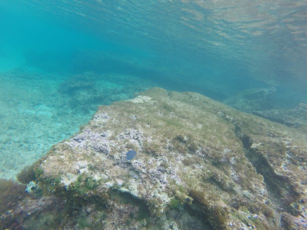 巴哈马的水下世界图片下载