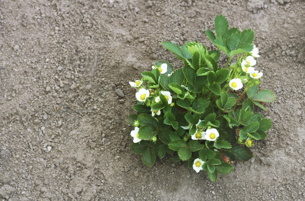 草莓在春天。图片下载