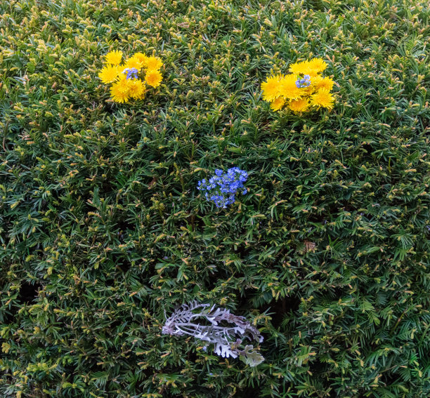 多彩的春天背景蒲公英图片下载