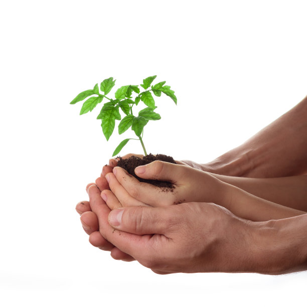 男子和儿童抱土与番茄幼苗隔离白色图片下载