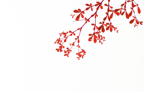 清新的光线在白色背景上留下孤立的春天夏天的概念图片下载