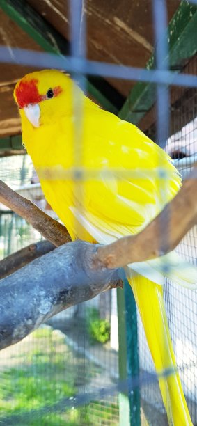 黄色的鹦鹉图片下载