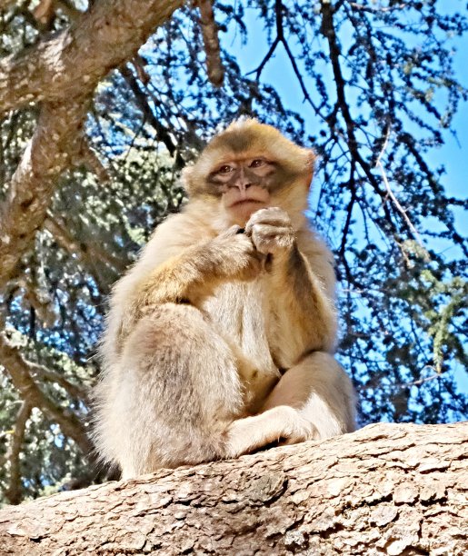 摩洛哥阿特拉斯山脉，不怕人的自由猴群图片下载