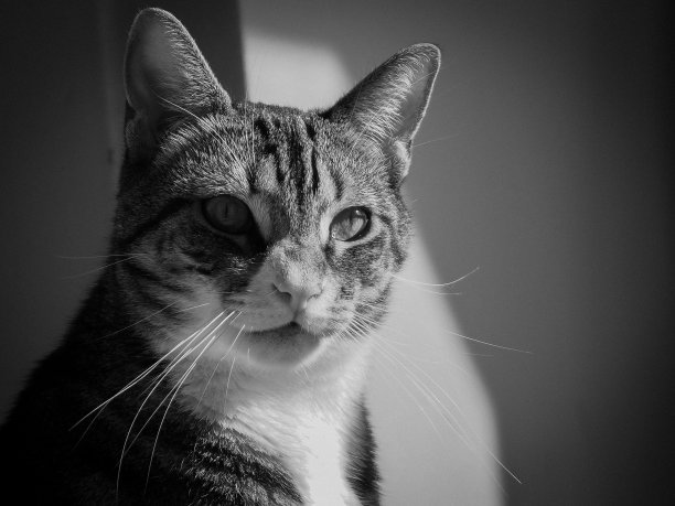 幸运的图片下载