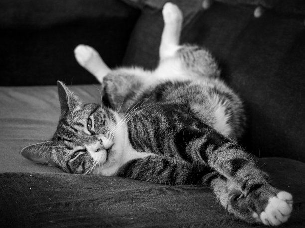 幸运的困图片下载