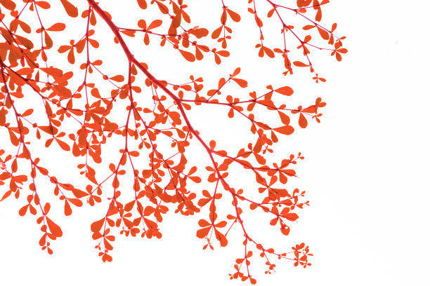 清新的光线在白色背景上留下孤立的春天夏天的概念图片下载