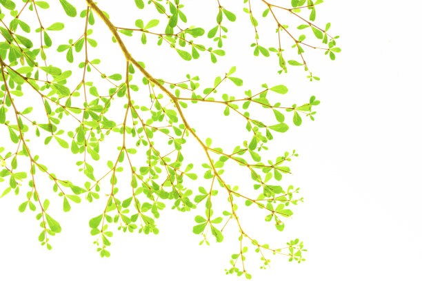 清新的光线在白色背景上留下孤立的春天夏天的概念图片下载