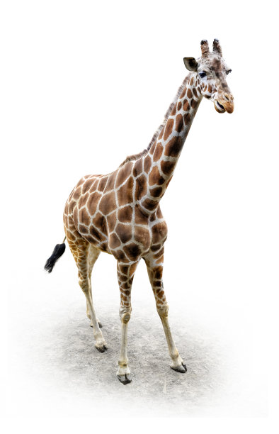 长颈鹿站着，从上面看，孤立在白色的背景图片下载