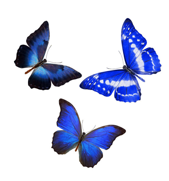 一群蓝蝴蝶孤立在白色上图片下载