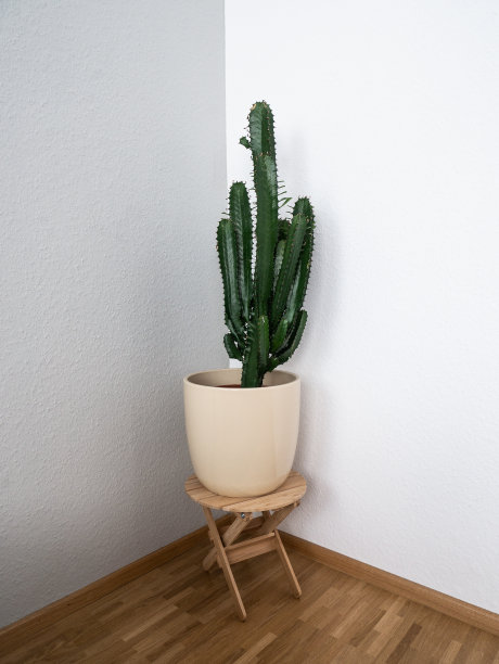 仙人掌图片下载